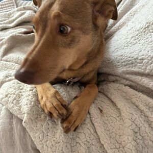 Meet your Posher, Ivy